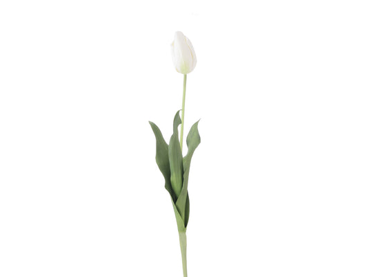 Tulip Stem, White