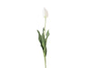 Tulip Stem, White