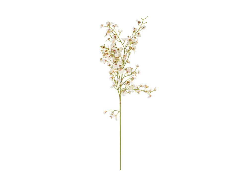 Dancing Oncidium Stem, White