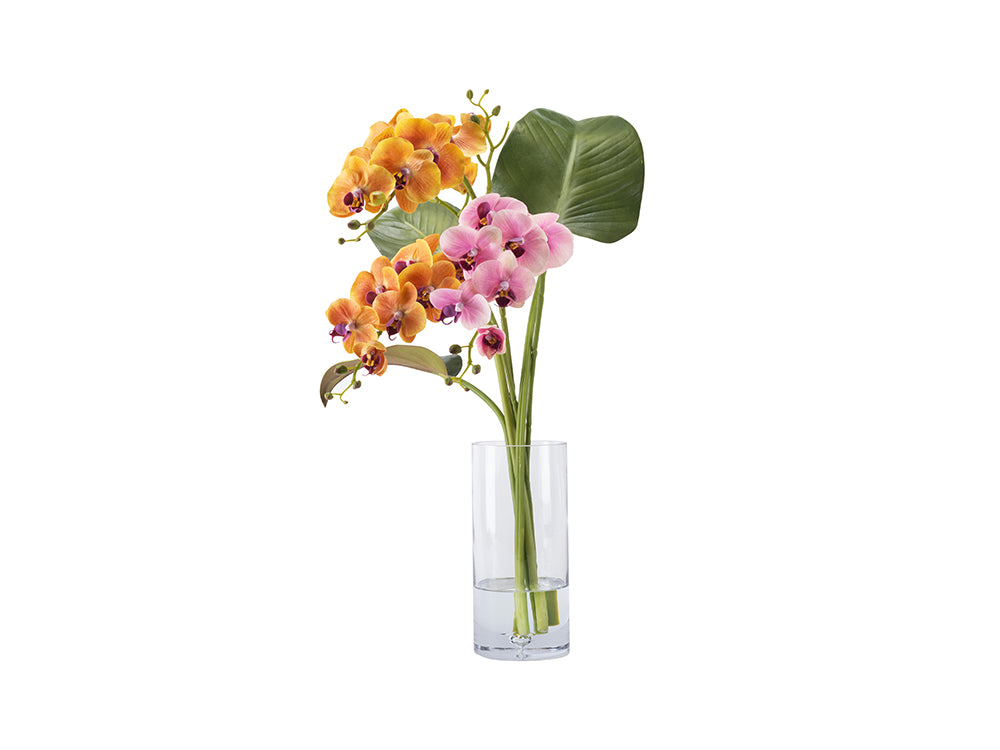 Phalaenopsis Orchid Arrangement